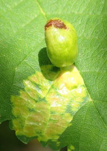 Tetraneura ulmi